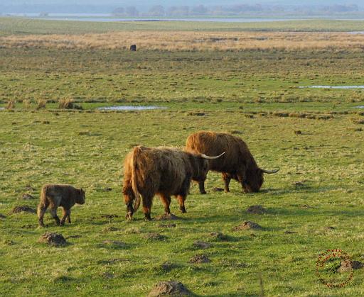 Highland Cattle 9T076D-003.JPG